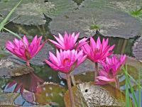 post-12069-0-10973100-1378437760_thumb.j