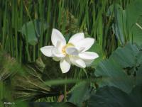 post-12069-0-44123800-1378437823_thumb.j