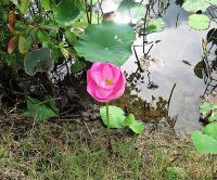 post-12069-0-65833000-1378437664_thumb.j