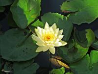 post-12069-0-81781300-1378437591_thumb.j