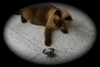 post-130732-0-81064800-1379916222_thumb.