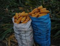 post-140056-0-43728900-1378961495_thumb.