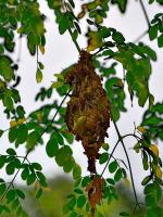 post-146250-0-15078700-1380018589_thumb.