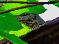 post-146250-0-18697600-1380341835_thumb.