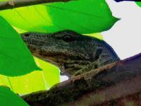 post-146250-0-30629500-1380341851_thumb.