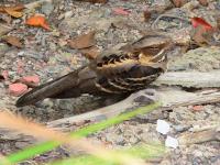 post-146250-0-52755100-1379917406_thumb.