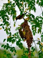 post-146250-0-53080100-1380018512_thumb.