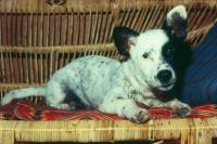 post-146250-0-56180000-1379917931_thumb.