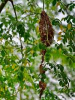 post-146250-0-59098000-1380018494_thumb.