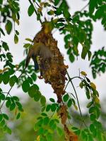 post-146250-0-79552300-1380018526_thumb.