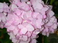 post-178648-0-41976800-1378549744_thumb.