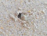 post-185776-0-36336700-1380187730_thumb.