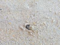 post-185776-0-43065200-1380187650_thumb.