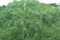 post-185776-0-44796300-1378124714_thumb.