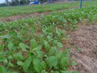 post-185776-0-53766300-1379929368_thumb.