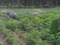 post-185776-0-64283900-1379323099_thumb.