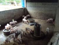 post-32351-0-01335200-1379821954_thumb.j