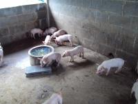 post-32351-0-11163900-1379822990_thumb.j