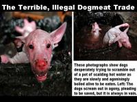 Thaivisa dog boiled alive.jpg