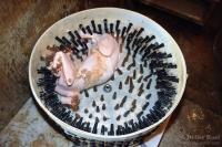 post-61315-0-99116400-1378216992_thumb.j