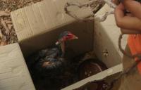 post-70928-0-21717300-1378398746_thumb.j