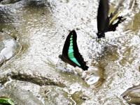 post-12069-0-31733000-1411527535_thumb.j