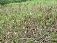 post-12069-0-52800000-1411473784_thumb.j