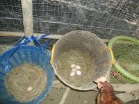 post-137315-0-79014500-1410492887_thumb.