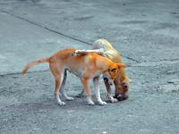 post-146250-0-78781600-1410595048_thumb.