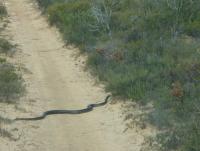 post-170833-0-82809100-1410943870_thumb.