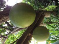 post-175700-0-54829400-1411611933_thumb.