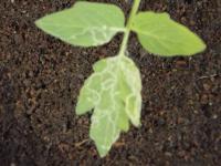 post-211553-0-02781900-1411963188_thumb.