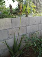 post-32351-0-05704200-1410261455_thumb.j