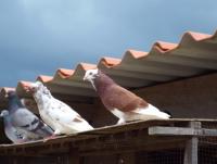 post-32351-0-11721800-1409641629_thumb.j