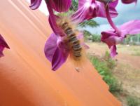 post-32351-0-39550400-1409641610_thumb.j