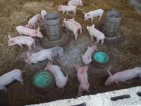 post-32351-0-62057300-1409989342_thumb.j