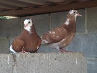 post-32351-0-63569700-1410835455_thumb.j