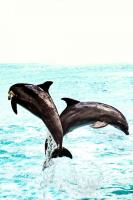 post-93078-0-18202700-1411652667_thumb.j