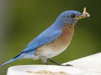 post-9891-0-60196200-1411992924_thumb.jp