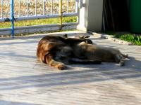 post-9958-0-19712300-1410932249_thumb.jp