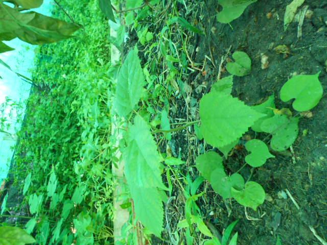 post-161519-0-20050700-1441847723_thumb.
