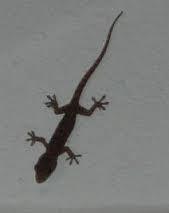 post-162723-0-22792800-1443495410_thumb.