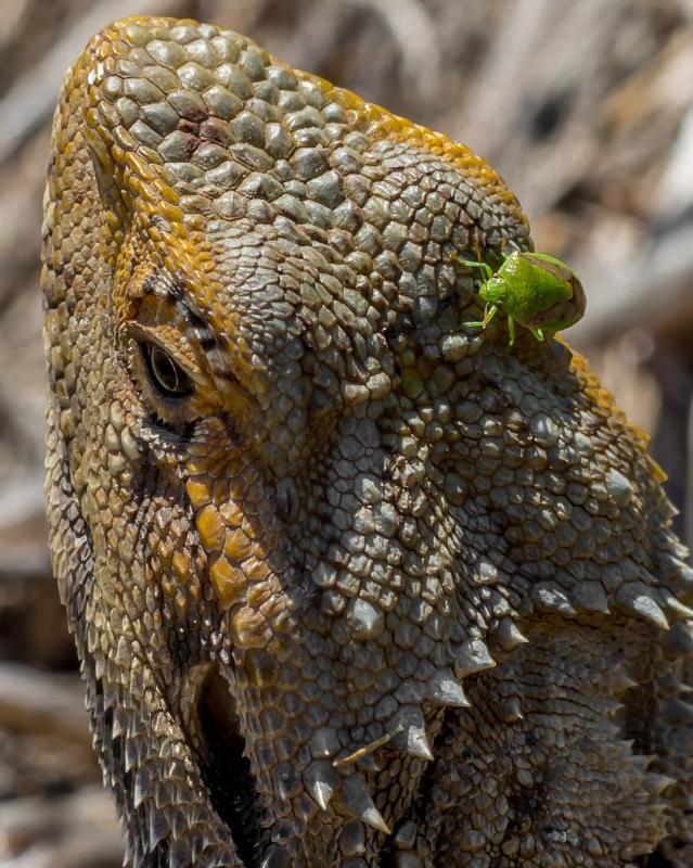 post-185776-0-38948300-1441976045_thumb.