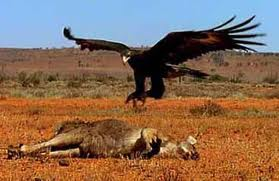 post-18822-0-30231000-1442712256_thumb.p