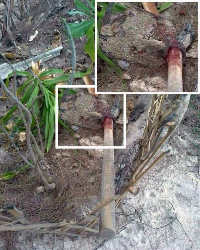 post-223227-0-15315700-1442974985_thumb.