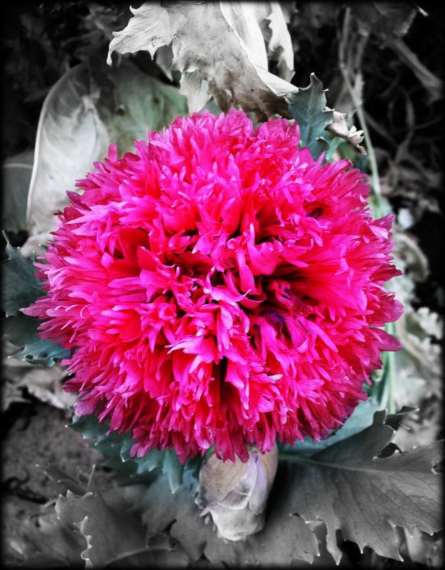 post-231841-0-13204900-1443015729_thumb.