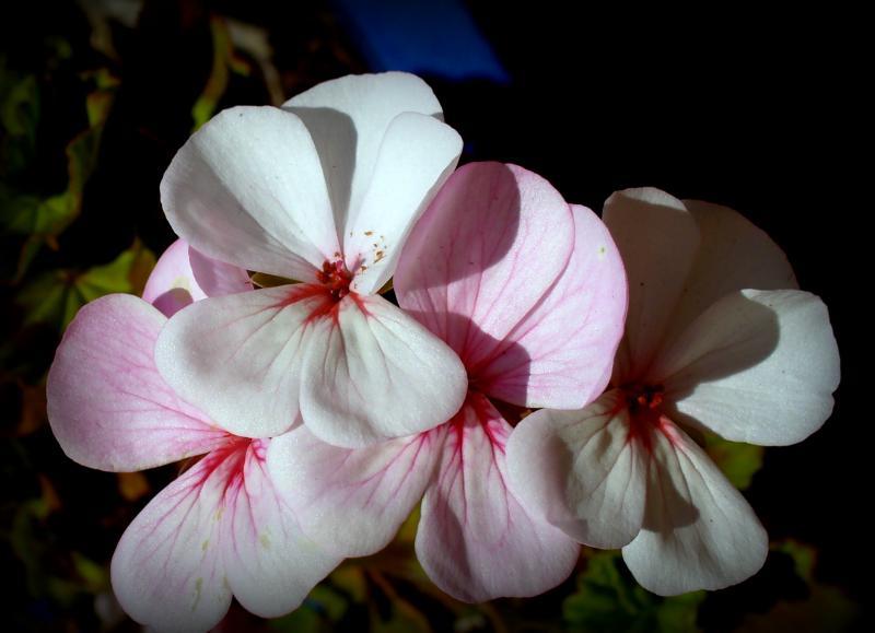 post-231841-0-18620800-1442399570_thumb.