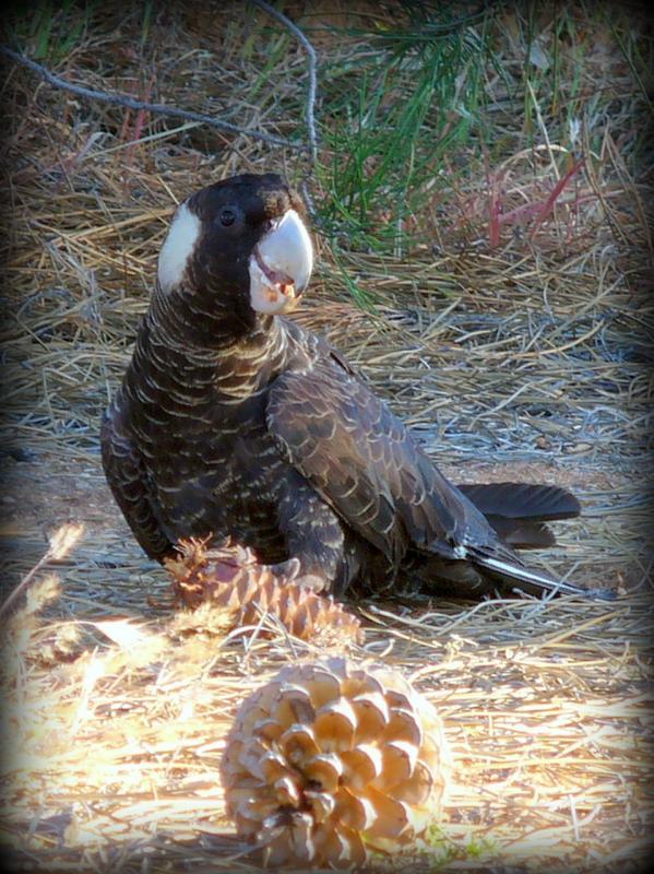 post-231841-0-19314700-1443610984_thumb.