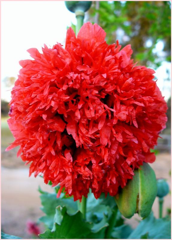 post-231841-0-35484700-1443015689_thumb.