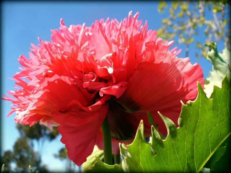 post-231841-0-67407200-1442394801_thumb.